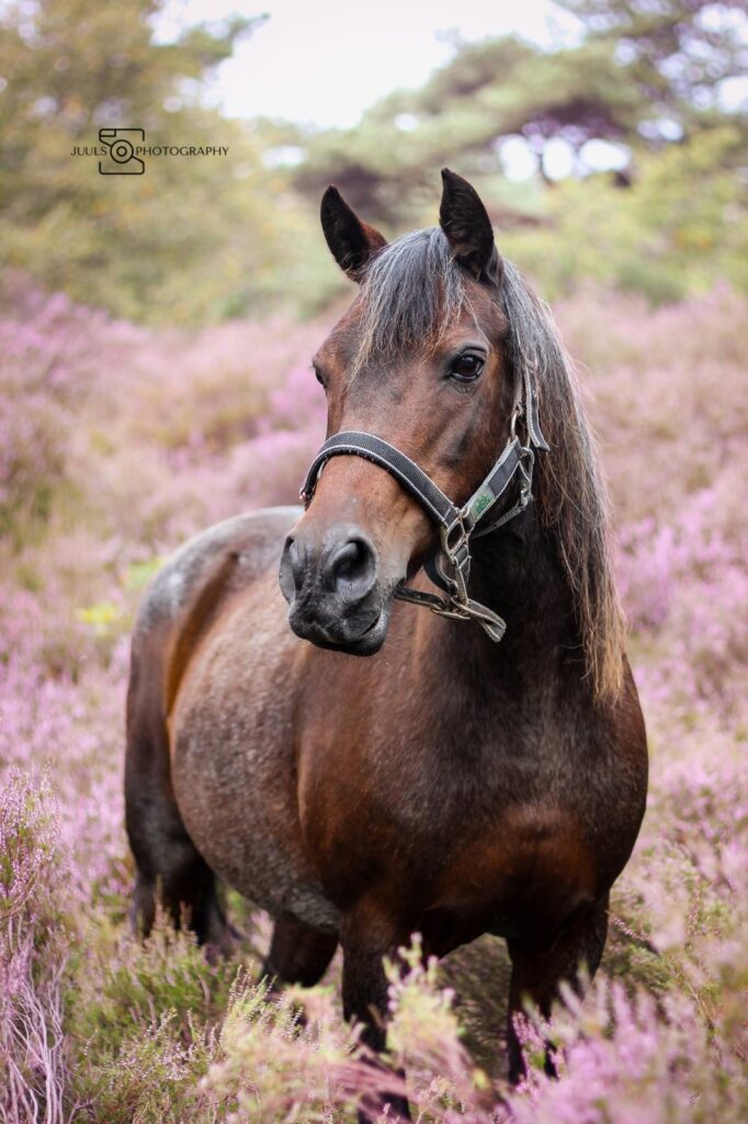 Fotoshoot met paard in heide bij Juuls Photography